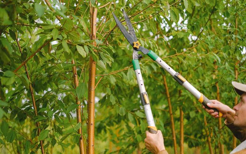 Tree trimming in Homestead, IA